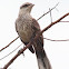 Sabiá-do-campo (Chalk-browed Mockingbird)