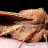 Straight-Toothed Sallow Moth