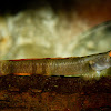 Climbing Red Belt Rock Goby