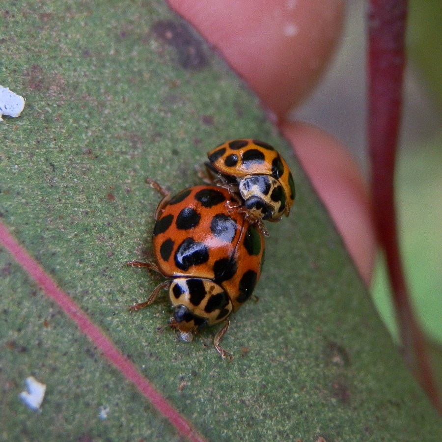 Common spotted ladybird (with psyllid nymphs)