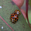 Common spotted ladybird (with psyllid nymphs)