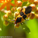 Large milkweed bug