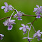 Oerstedella orchid