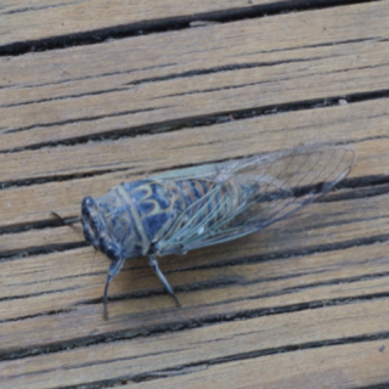 Texas Dog-Day Cicada