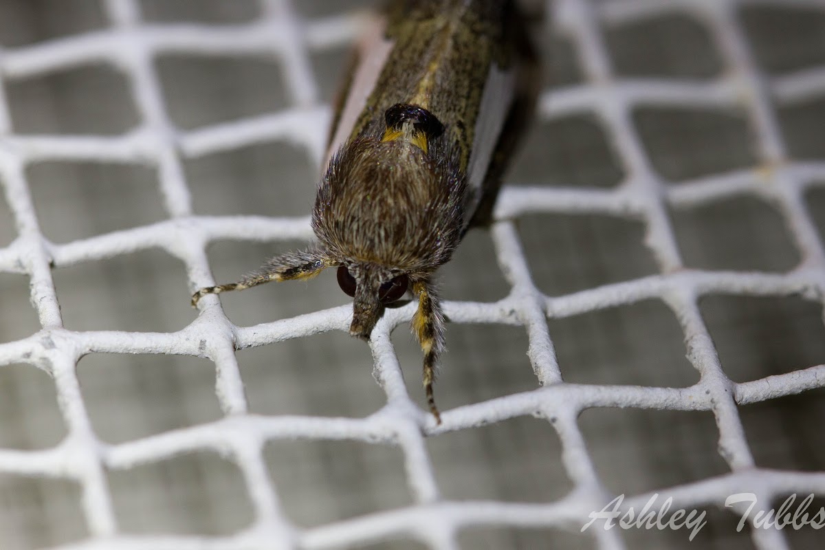 Staghorn Cholla Moth