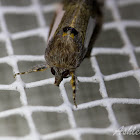 Staghorn Cholla Moth