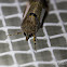 Staghorn Cholla Moth