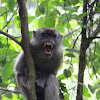 Crab-eating macaque or Long Tailed macaque
