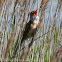 Great Reed Warbler; Carricero Tordal