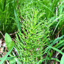 Horsetail or Rushes