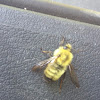 American Bumble Bee