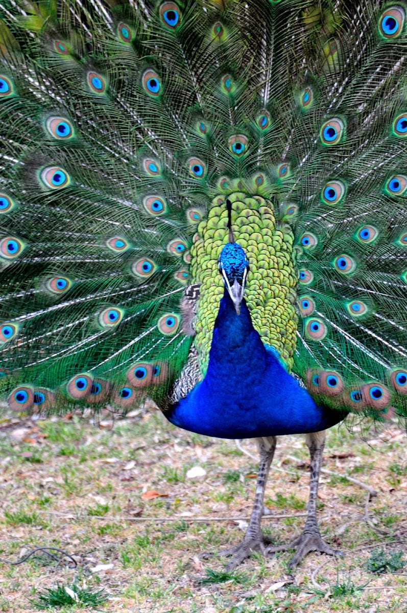Indian peacock, pavo real