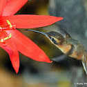 Little Hermit Hummingbird