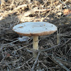 Big Sheath mushroom