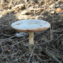 Big Sheath mushroom