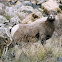 Bighorn Sheep