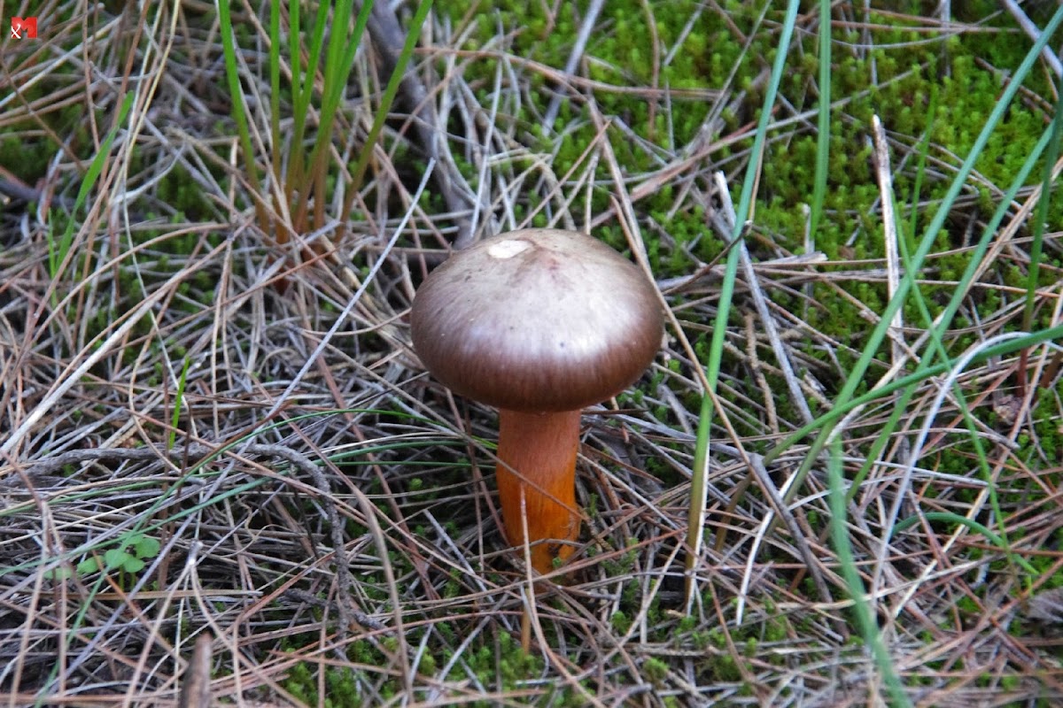 Brown slimecap