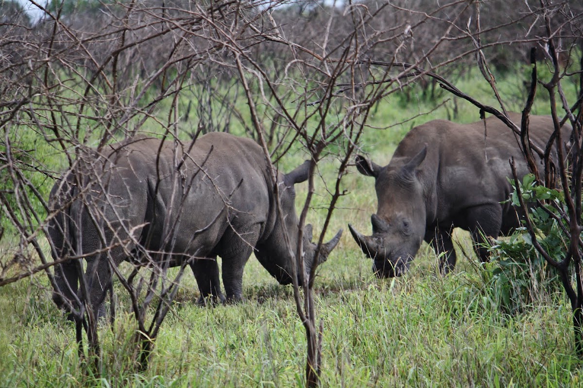 White Rhinoceros - Square-lipped