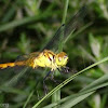 Dragonfly