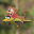 Weasel Woodpecker Download on Windows
