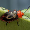 Pittosporum leaf beetle