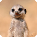 Cute Baby Animals Pictures