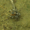 Jumping Spider, male