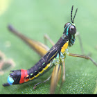 Matchstick grasshopper