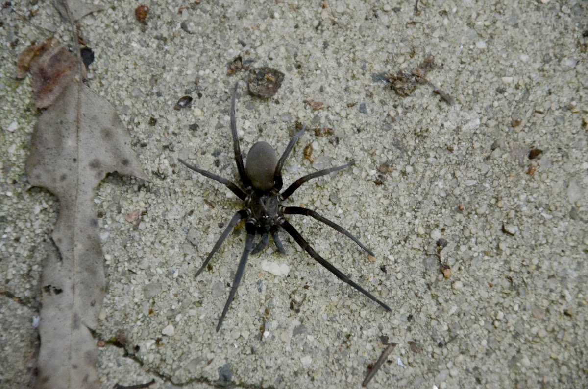 Southern house spider (female)