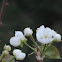 Kieffer  Pear blossoms