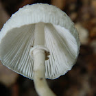 Leucocoprinus