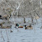 Northern Shoveler Ducks (feeding)