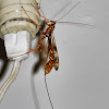 Giant ichneumon wasp (female)