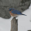 Eastern Bluebird