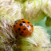 Multicolored Asian Lady Beetle