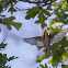 Yellow-throated Warbler