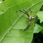 Two Striped Jumping Spider (Male)