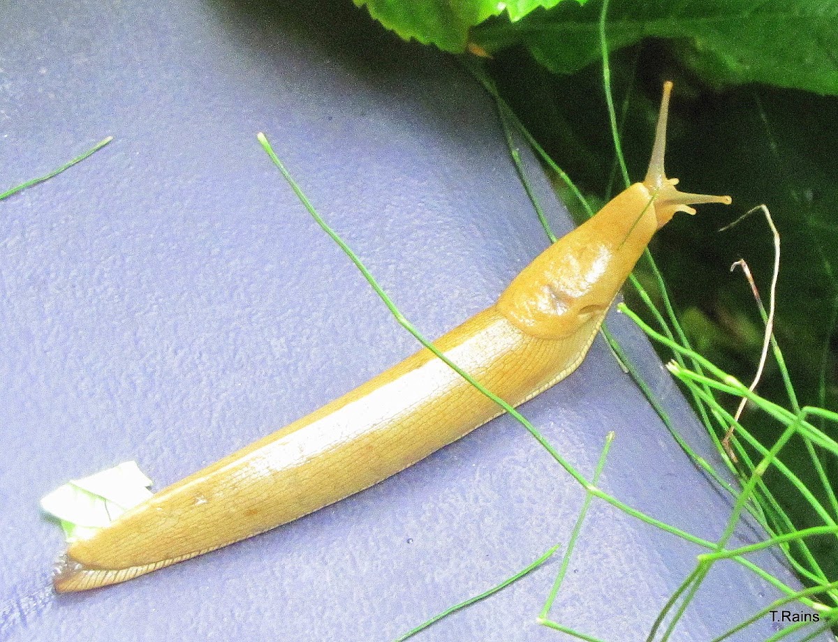 Banana slug