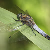 Black-tailed Skimmer (Male)