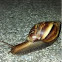 Garden Snail