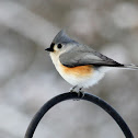 Tufted Titmouse