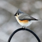 Tufted Titmouse