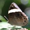 Banded Treebrown