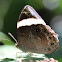 Banded Treebrown