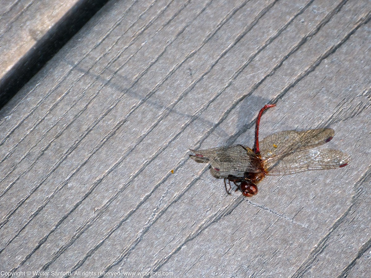 Autumn Meadowhawk dragonfly (male, carcass)