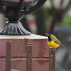 Olive-backed Sunbird ♂