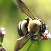 Carpenter Bee