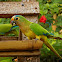 Periquito-rei (Peach-fronted parakeet)