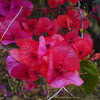 Bougainvillea