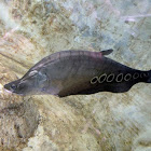 Spotted Knifefish
